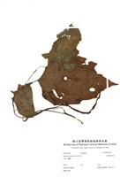 藏品(溪頭秋海棠)的圖片